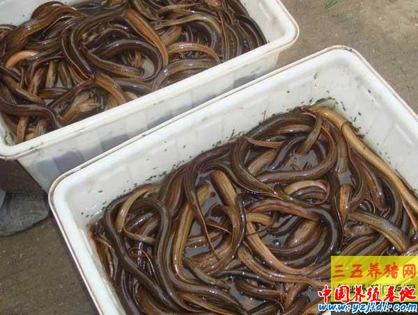 黃鱔寄生蟲病的癥狀及防治方法
