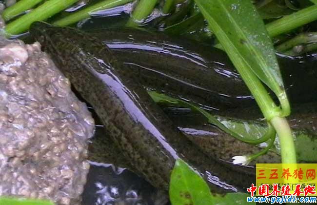 黃鱔養殖中生石灰的使用注意事項