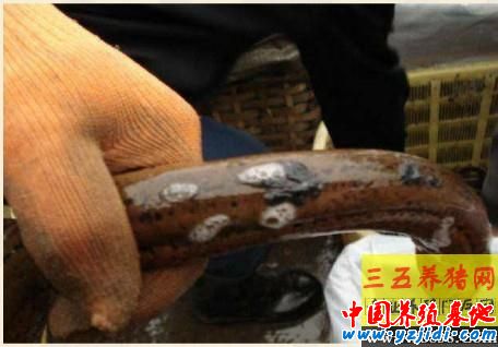 按此在新窗口瀏覽圖片