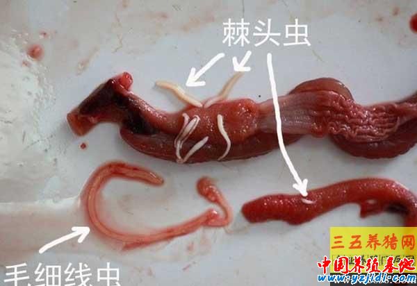 黃鱔寄生蟲病的癥狀及防治方法