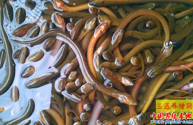 黃鱔每畝產多少斤