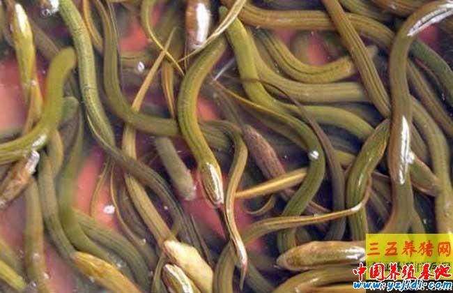 早春促進黃鱔早開食的措施