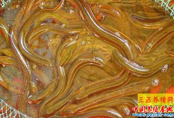黃鱔養殖中的出血病的癥狀與治療
