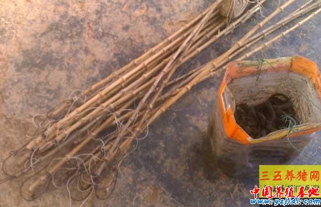 釣黃鱔有什么技巧