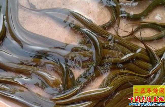黃鱔養殖中的出血病的癥狀與治療