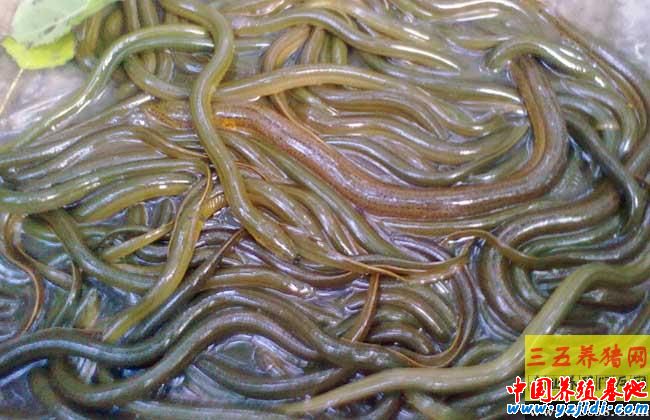 黃鱔養殖失敗的八大原因總結