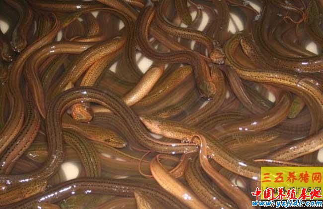 春季黃鱔養殖的技術