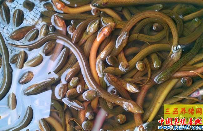 野生黃鱔和養殖黃鱔的區別