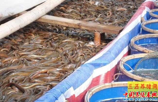 黃鱔養殖的春季管理要點