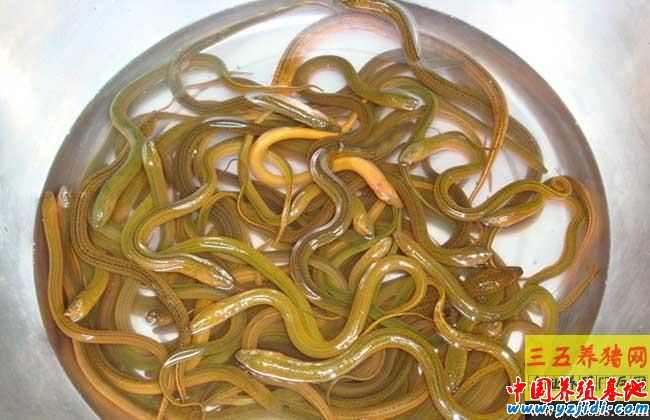 黃鱔痙攣病的防治技術