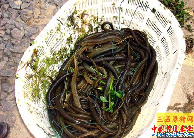 秋冬季黃鱔的誘捕方法