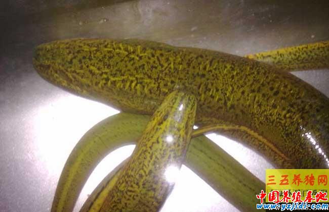 黃鱔養殖中生石灰的使用注意事項