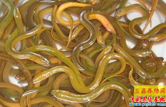 春季黃鱔養殖技術