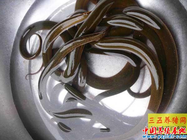 黃鱔養殖池中螞蟥處理方法