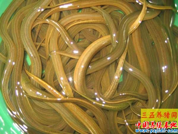 影響野生黃鱔養殖成活率的原因