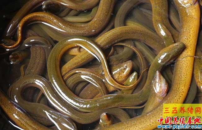 黃鱔每畝產多少斤