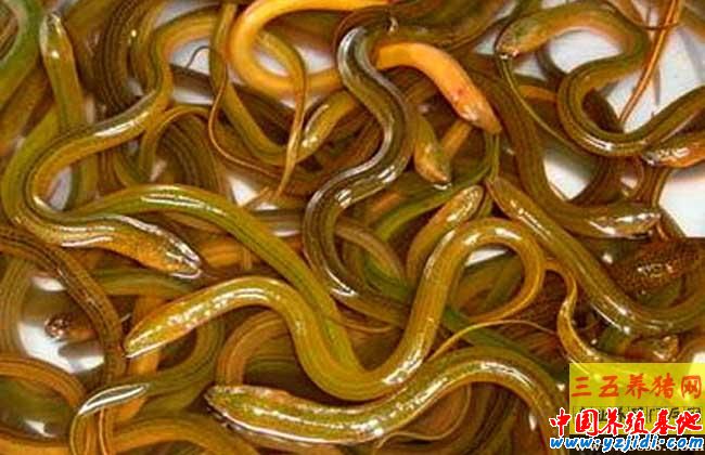 養黃鱔要投資多少錢