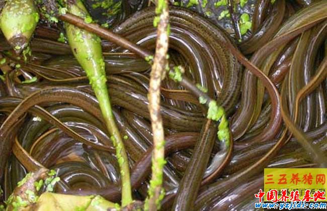養黃鱔要投資多少錢