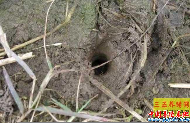 釣黃鱔有什么技巧