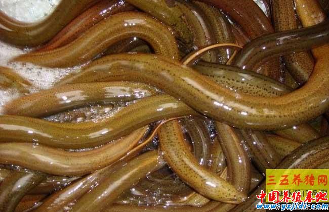 野生黃鱔和養殖黃鱔的區別