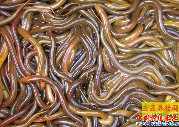黃鱔冬季飼養管理措施