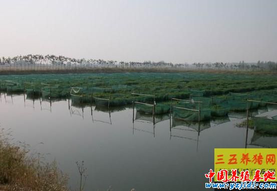 黃鱔養殖發病原因的誘導因素