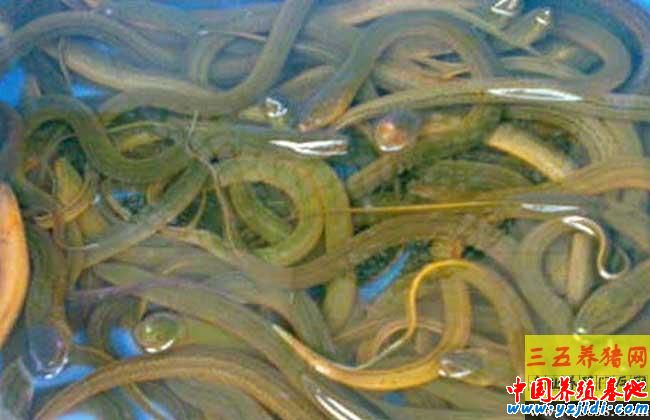 黃鱔的生活習性