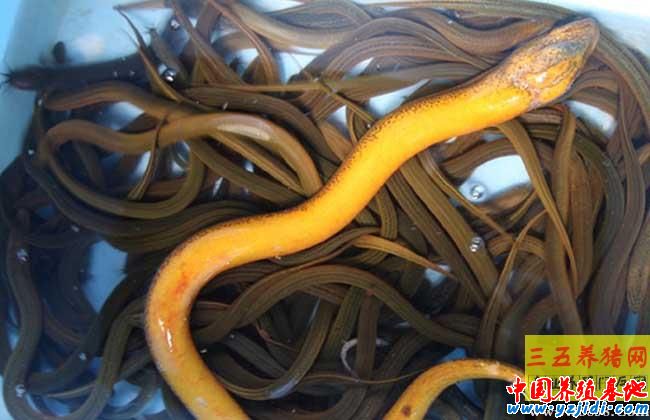 黃鱔寄生蟲病的防治方法