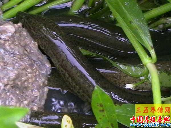 黃鱔的生活習性