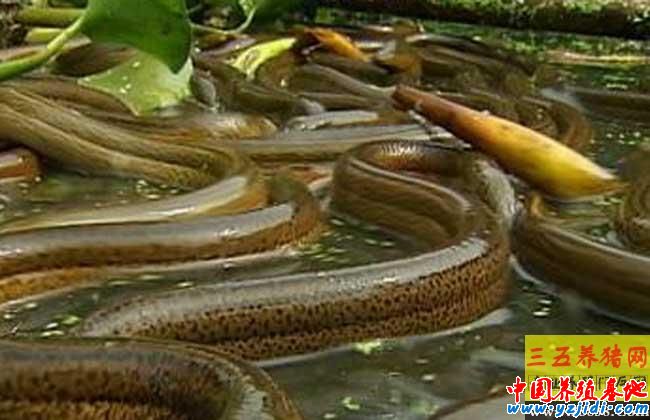 微流水黃鱔養殖技術