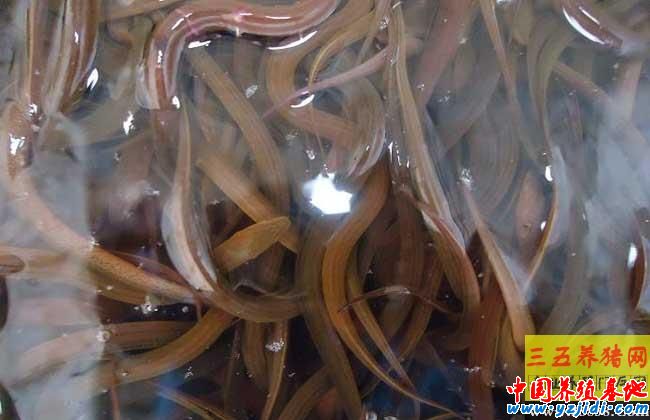 微流水黃鱔養殖技術