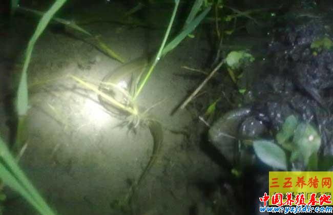 黃鱔養殖中的腸炎病的癥狀與防控措施 