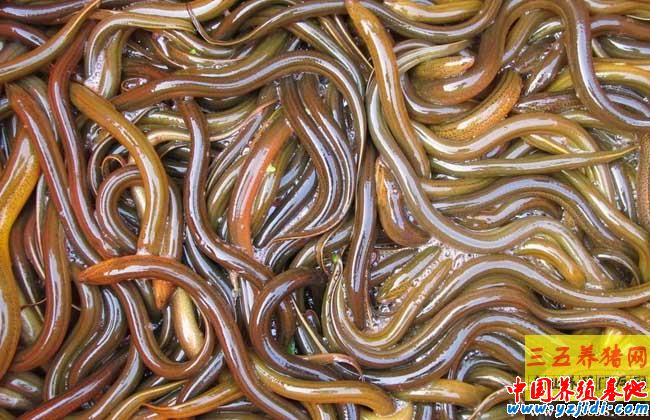野生黃鱔和養殖黃鱔的區別