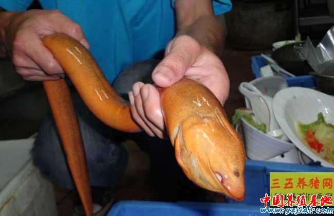 黃鱔養殖發病原因的誘導因素