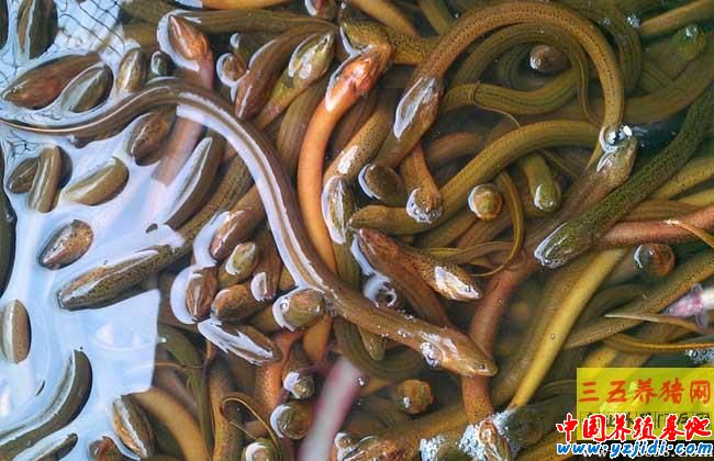 黃鱔寄生蟲病的防治方法