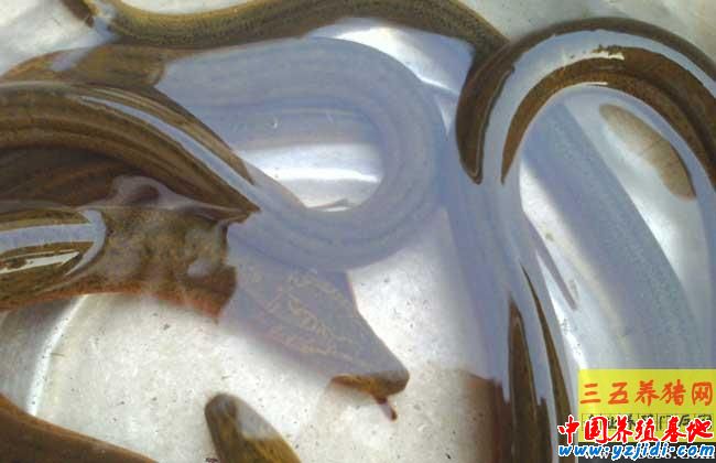 黃鱔養殖場網箱的架設方法