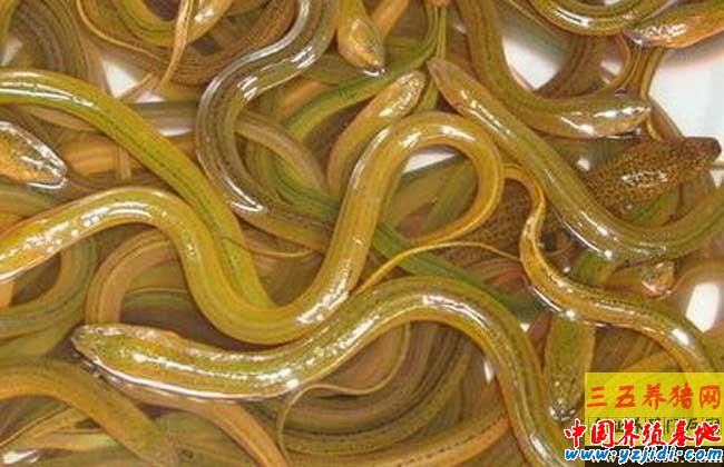 小池塘高密度養殖黃鱔的關鍵技術