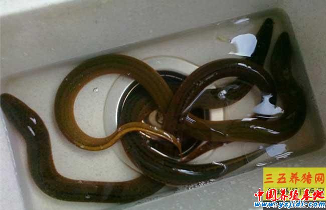 黃鱔的生活習性