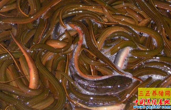野生黃鱔和養殖黃鱔的區別
