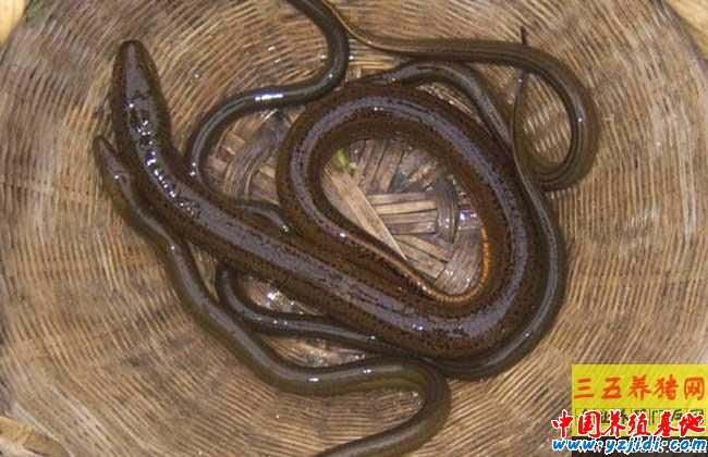 野生黃鱔和養殖黃鱔的區別