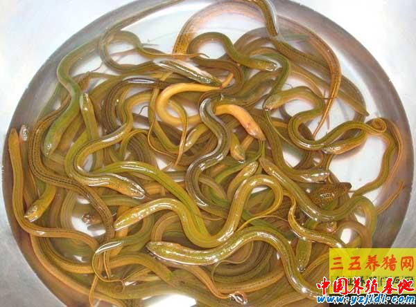 黃鱔養殖如何準備黃鱔活餌飼料