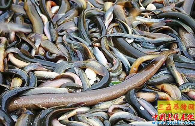 養殖一畝黃鱔多少利潤