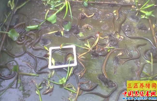 養殖一畝黃鱔多少利潤