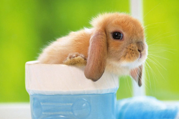 7種熱門寵物兔類型詳細介紹,荷蘭垂耳兔（Holland Lop）