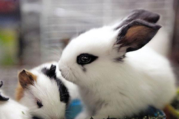 侏儒海棠兔(Dwarf Hotot)