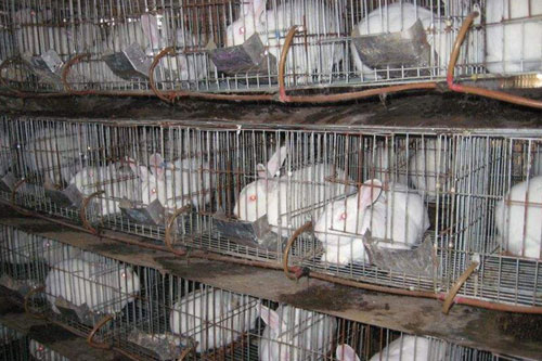 獺兔的斷奶技術和注意事項