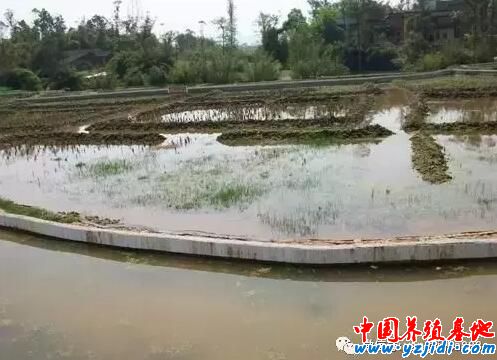 什么是標準?這就是標準!標準淡水小龍蝦養殖技術!