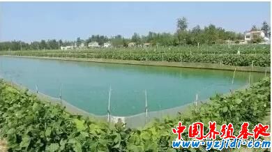 什么是標準?這就是標準!標準淡水小龍蝦養殖技術!