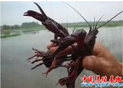 什么是標準?這就是標準!標準淡水小龍蝦養殖技術!