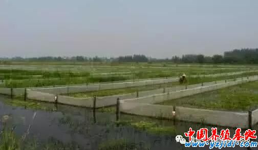 什么是標準?這就是標準!標準淡水小龍蝦養殖技術!